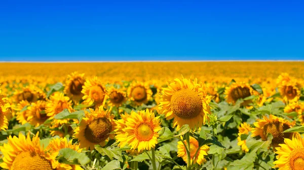 Sunflower Νέο Φυσικό Υπόβαθρο Επιλεκτική Εστίαση Φωτογραφία Αρχείου