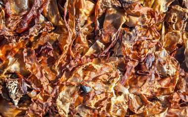 Kıyıdaki yosunların dokusu. Seçici odak