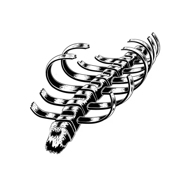 Human Rib Cage Broken Vector Hand Drawn Illustration Vector Skeleton — Stock Vector
