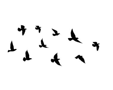 Beyaz arka planda uçan kuş siluetleri. Vektör çizimi. İzole kuş uçuşu. dövme tasarımı.