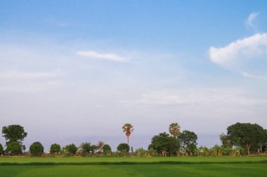 Taze bahar yeşili çimenler. Güzelliğin doğal bir geçmişi var. duvar kağıdı yeşil rengi.