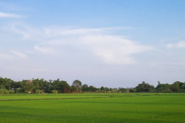 Taze bahar yeşili çimenler. Güzelliğin doğal bir geçmişi var. duvar kağıdı yeşil rengi.