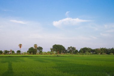 Taze bahar yeşili çimenler. Güzelliğin doğal bir geçmişi var. duvar kağıdı yeşil rengi.