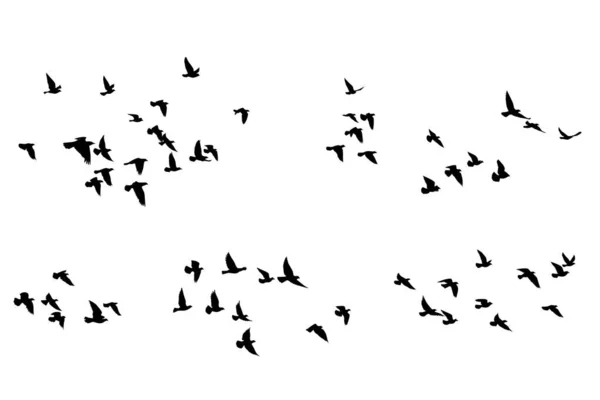 Siluetas Aves Voladoras Sobre Fondo Blanco Ilustración Vectorial Aves Aisladas — Vector de stock