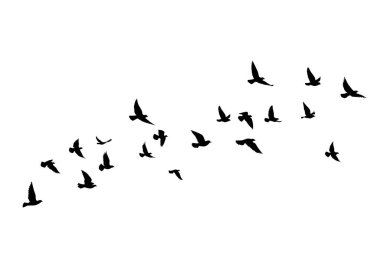 Beyaz arka planda uçan kuş siluetleri. Vektör çizimi. İzole kuş uçuşu. dövme tasarımı.