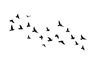 Flying birds silhouettes on white background. Vector illustration. isolated bird flying. tattoo design. clipart