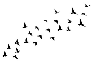 Beyaz arka planda uçan kuş siluetleri. Vektör çizimi. İzole kuş uçuşu. dövme tasarımı.