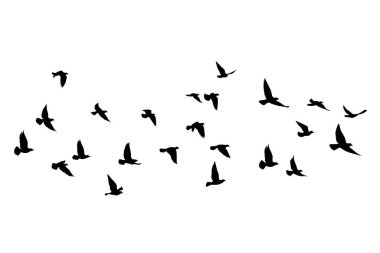 Beyaz arka planda uçan kuş siluetleri. Vektör çizimi. İzole kuş uçuşu. dövme tasarımı.