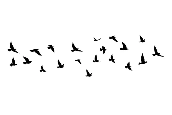 Siluetas Aves Voladoras Sobre Fondo Blanco Ilustración Vectorial Aves Aisladas — Vector de stock