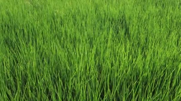 Campo Arroz Verde Cerca Balanceándose Viento Arroz Arroz Joven Balanceándose — Vídeos de Stock