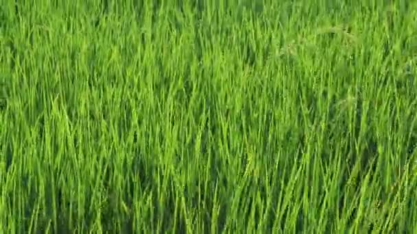 Rüzgarda Sallanan Yakın Çekim Yeşil Pirinç Tarlası Genç Çeltik Pilavı — Stok video