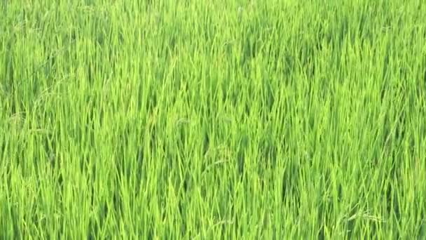 Rüzgarda Sallanan Yakın Çekim Yeşil Pirinç Tarlası Genç Çeltik Pilavı — Stok video