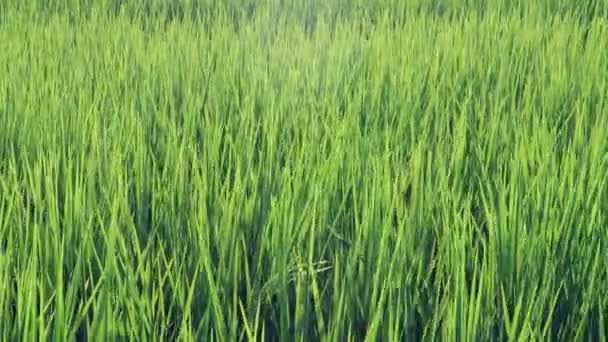 Close Green Rice Field Swaying Wind Young Paddy Rice Swing — Stock Video