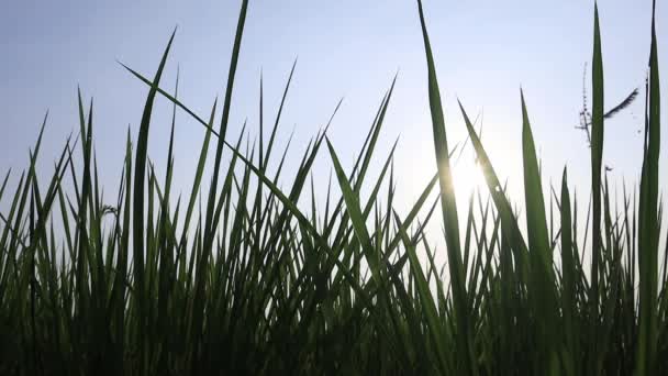 Närbild Grönt Ris Fält Svajande Vinden Med Solnedgången Silhuett Unga — Stockvideo