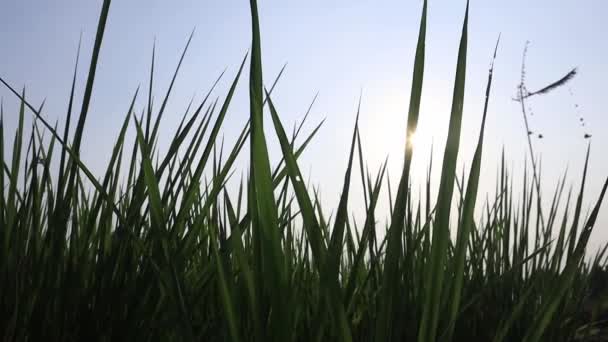 Yakın Çekim Yeşil Pirinç Tarlası Rüzgarda Sallanırken Gün Batımında Siluet — Stok video