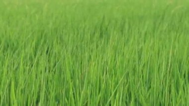 Yakın çekim yeşil pirinç tarlası rüzgarda sallanırken gün batımında. Siluet genç çeltik pilavı rüzgarda savruluyor. yavaş çekim.