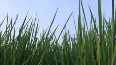 Yakın çekim yeşil pirinç tarlası rüzgarda sallanırken gün batımında. Siluet genç çeltik pilavı rüzgarda savruluyor. yavaş çekim.