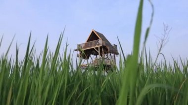 Yakın çekim yeşil pirinç tarlası rüzgarda sallanırken gün batımında. Siluet genç çeltik pilavı rüzgarda savruluyor. yavaş çekim.