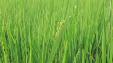 Yakın çekim yeşil pirinç tarlası rüzgarda sallanırken gün batımında. Siluet genç çeltik pilavı rüzgarda savruluyor. yavaş çekim.