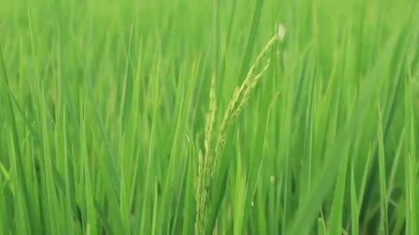 Yakın Çekim Yeşil Pirinç Tarlası Rüzgarda Sallanırken Gün Batımında Siluet — Stok video