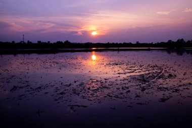Güneşin erken doğduğu göl manzarası, cennet gökyüzü, siyah ağaç siluetleri. Güzel gölgeler ve bataklık nehri.