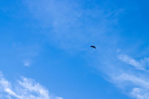 Vogel Vliegen Met Lucht Wolken Dierenbehang Silhouet Van Vogelvlieg — Stockfoto