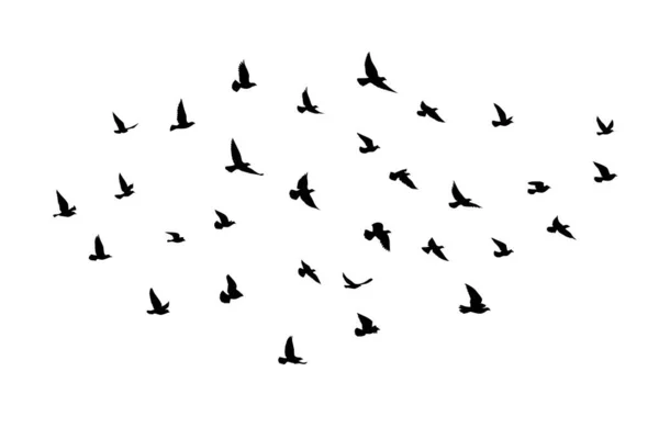 白い背景に空飛ぶ鳥のシルエット ベクトルイラスト 隔離された鳥が飛んでる タトゥーと壁紙の背景デザイン — ストックベクタ