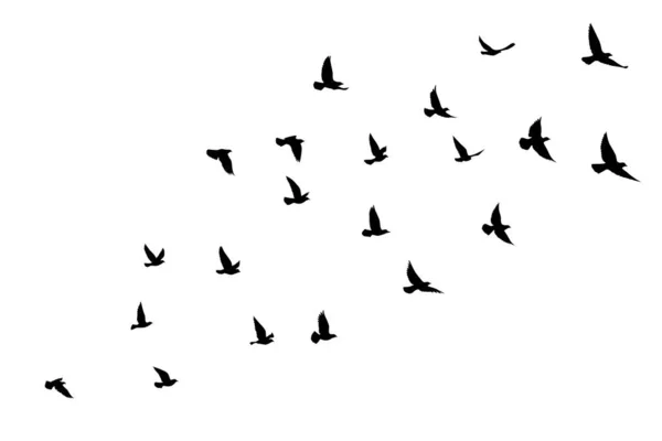 飞鸟在孤立的背景下的轮廓 矢量图解 孤立的鸟儿在飞 纹身和墙纸背景设计 — 图库矢量图片