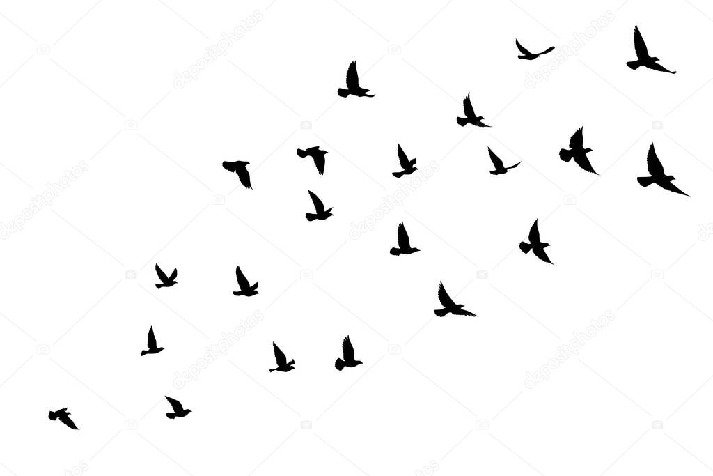 Flying birds silhouettes on isolated background. Vector illustration. isolated bird flying. tattoo and wallpaper background design.