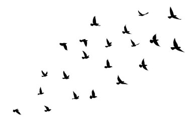 İzole edilmiş arka planda uçan kuş siluetleri. Vektör çizimi. İzole kuş uçuşu. dövme ve duvar kağıdı arkaplan tasarımı.