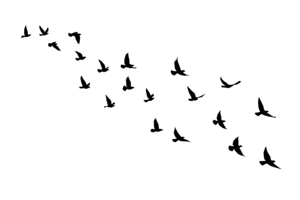 Siluetas Aves Voladoras Sobre Fondo Aislado Ilustración Vectorial Aves Aisladas — Vector de stock
