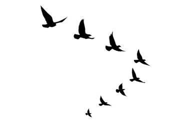 İzole edilmiş arka planda uçan kuş siluetleri. Vektör çizimi. İzole kuş uçuşu. dövme ve duvar kağıdı arkaplan tasarımı.