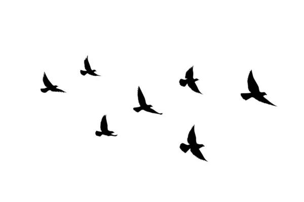 Siluetas Aves Voladoras Sobre Fondo Aislado Ilustración Vectorial Aves Aisladas — Vector de stock