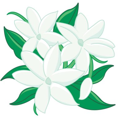 Yasemin çiçekleri. Beyaz çiçekler ve beyaz arka planda yapraklar. Vektör illüstrasyonu