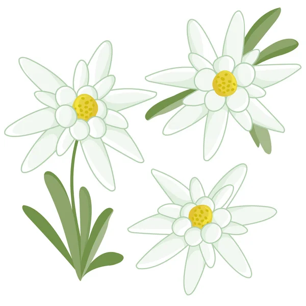 Fleurs Edelweiss Sur Fond Blanc — Image vectorielle