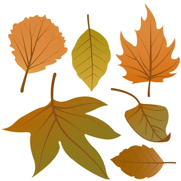 Vektor Illustration Verschiedener Trockener Herbstblätter Auf Weißem Hintergrund — Stockvektor