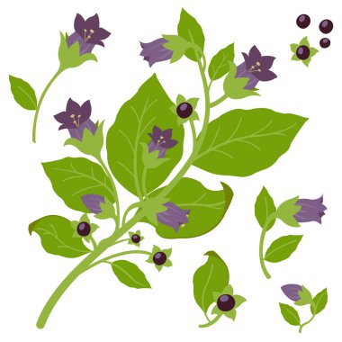 Çiçek ve tohumlu bir belladonna itüzümü bitkisi. Beyaz arka planda Belladonna bitkisi. Vektör illüstrasyonu