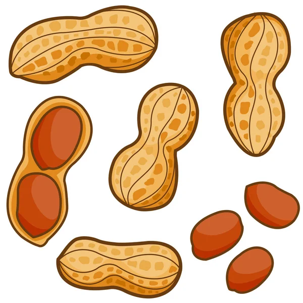 Beyaz arka planda yer fıstıkları. Tam ve soyulmuş fıstık, beyaz arka planda izole. Vektör illüstrasyonu