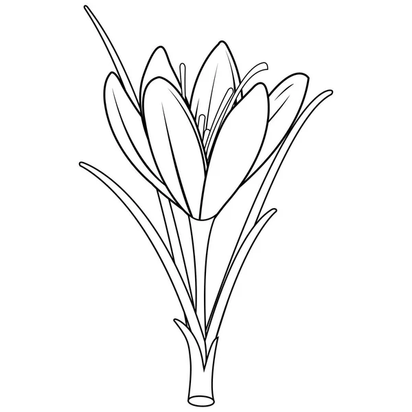 Floare Şofran Crocus Crocus Sativus Pagina Carte Colorat Alb Negru — Vector de stoc