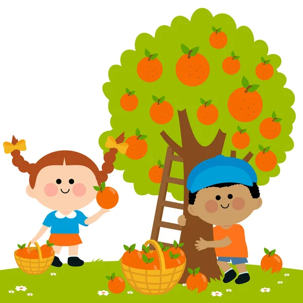 两个孩子 一个男孩和一个女孩在果园树下摘橘子 — 图库矢量图片