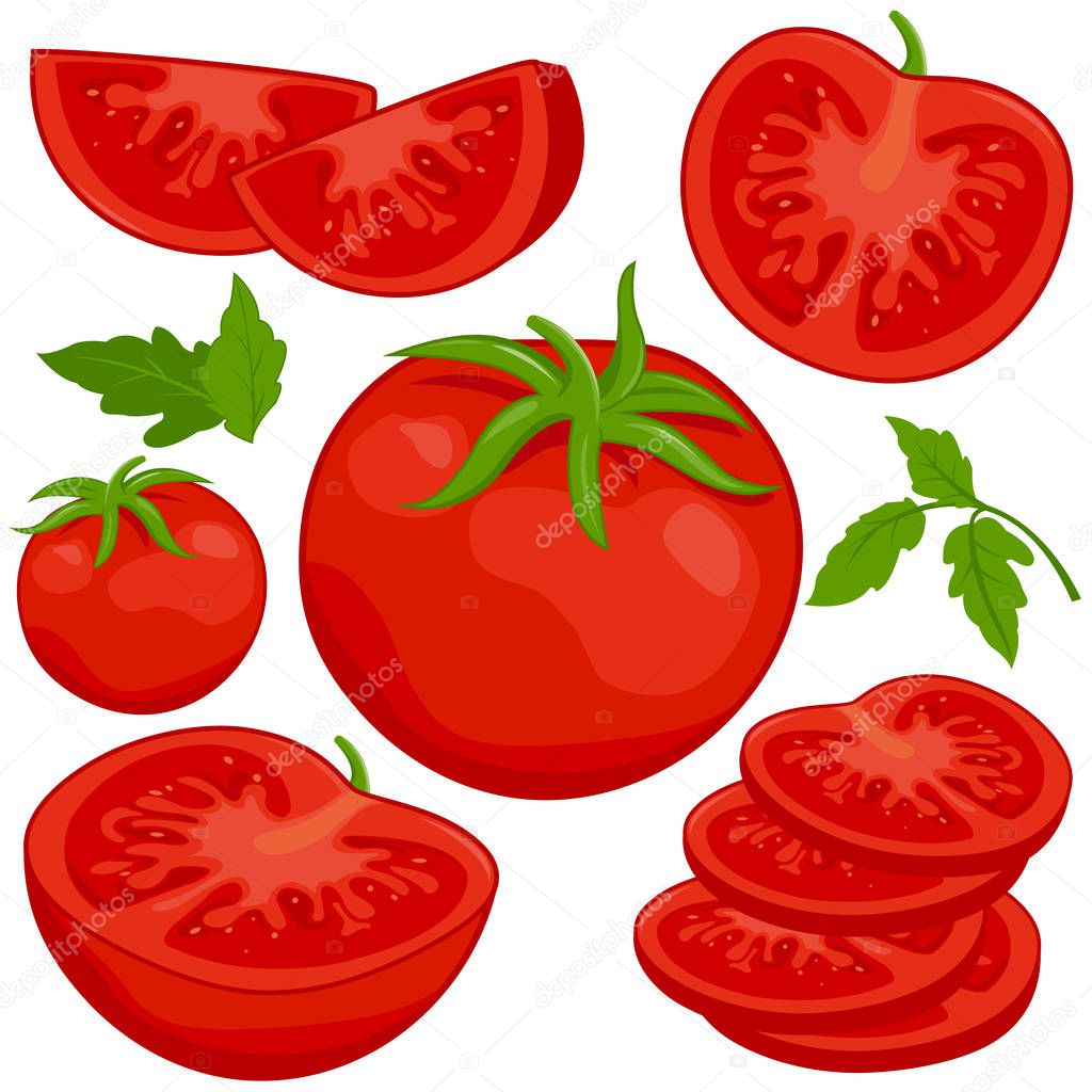 Vector illustration of whole and sliced ripe fresh tomatoes on white background.