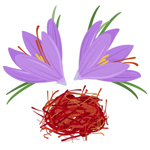 Fleurs et fils de crocus safran — Image vectorielle