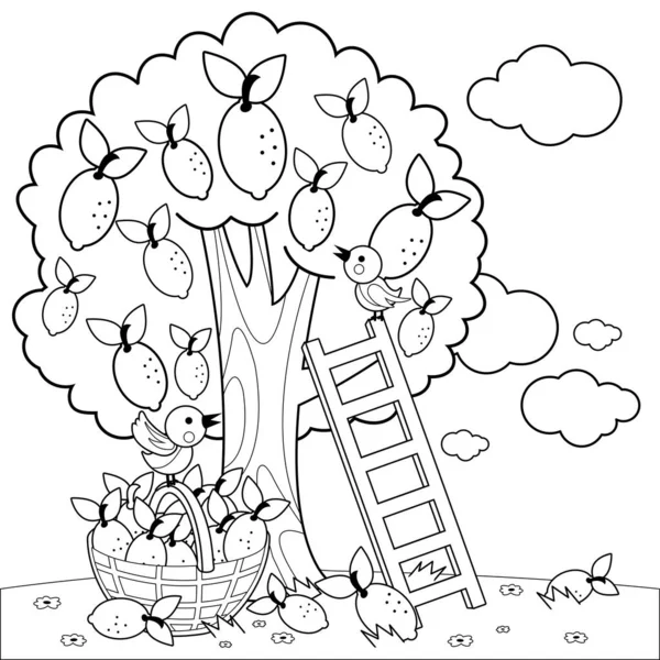 Lemon tree and basket with lemons. Black and white coloring page — Stock Vector