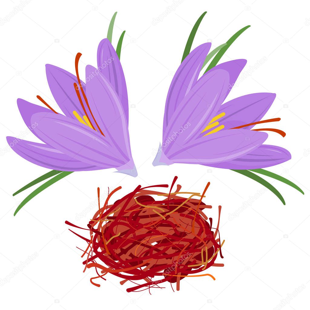 Saffron crocus flowers and threads