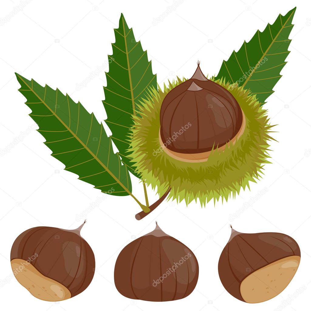 Sweet chestnut plant and fruit. 