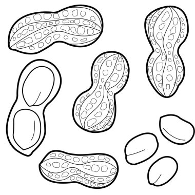 Beyaz arka planda yer fıstıkları. Tam ve soyulmuş fıstık, beyaz arka planda izole. Vektör siyah ve beyaz renk sayfası.