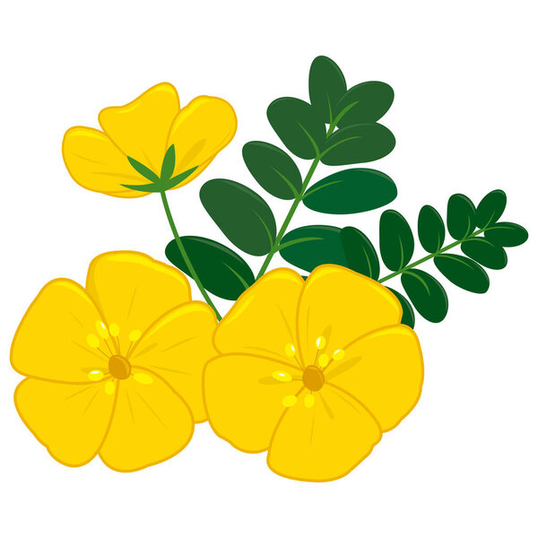 Yellow Tribulus Omanense flower. National flower of United Arab Emirates. Pretty yellow bloom, Dubai Gokhru desert flower in branch with leaves. Vector illustration