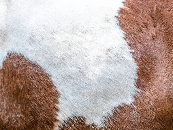 Küçük at veya midilli kürk dokusuna kadar kapatın.