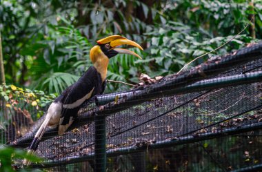 Tayland, büyük Hint kartallar, bir hayvanat bahçesi büyük kartallar yan gövdesi büyük kartallar, Kartallar alaca.