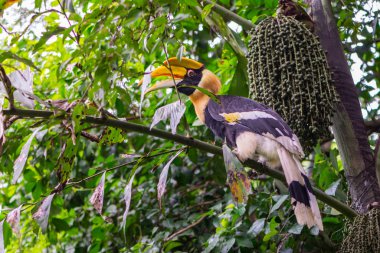 Beautiful Great hornbill on tree clipart